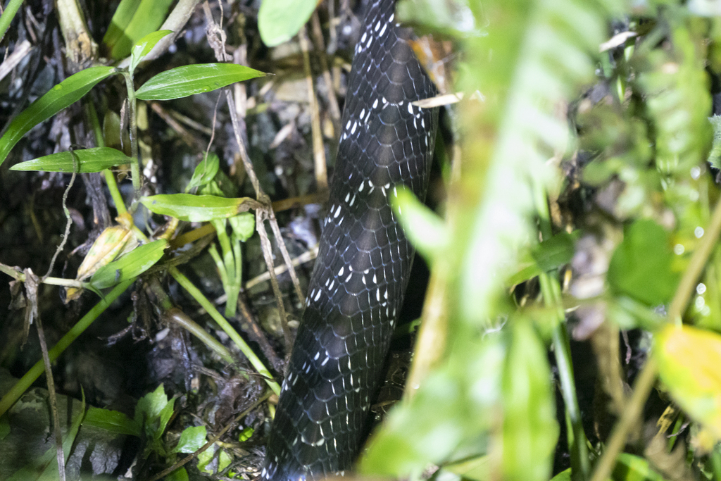 Bungarus bungaroides