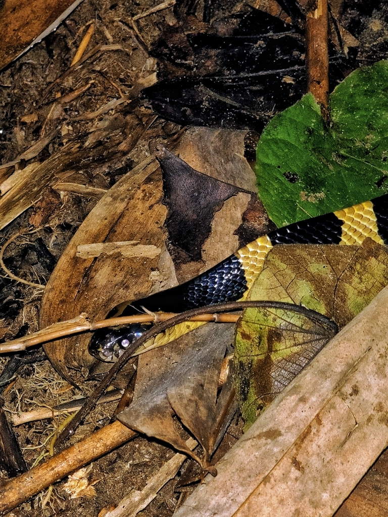 Banded Krait