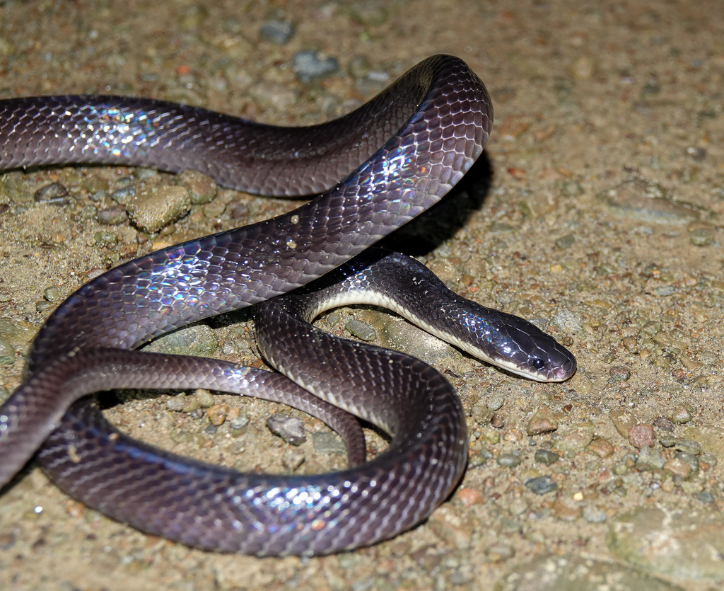 Greater Black Krait