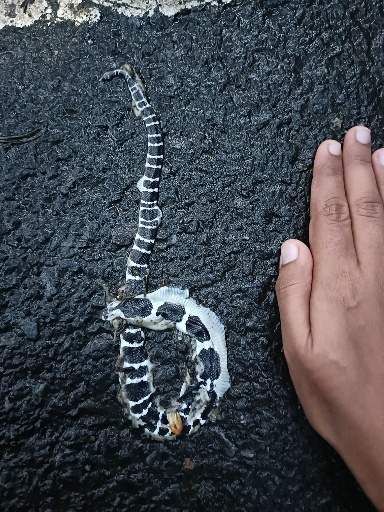 Common Krait