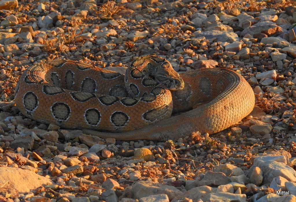 Russell's Viper