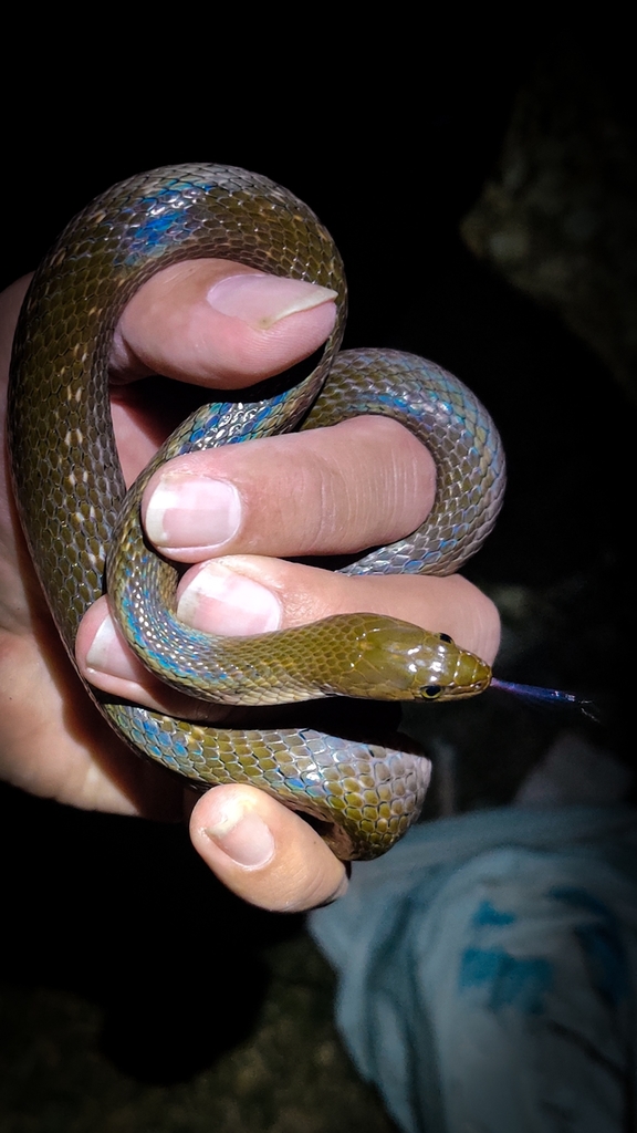 Checkered Keelback
