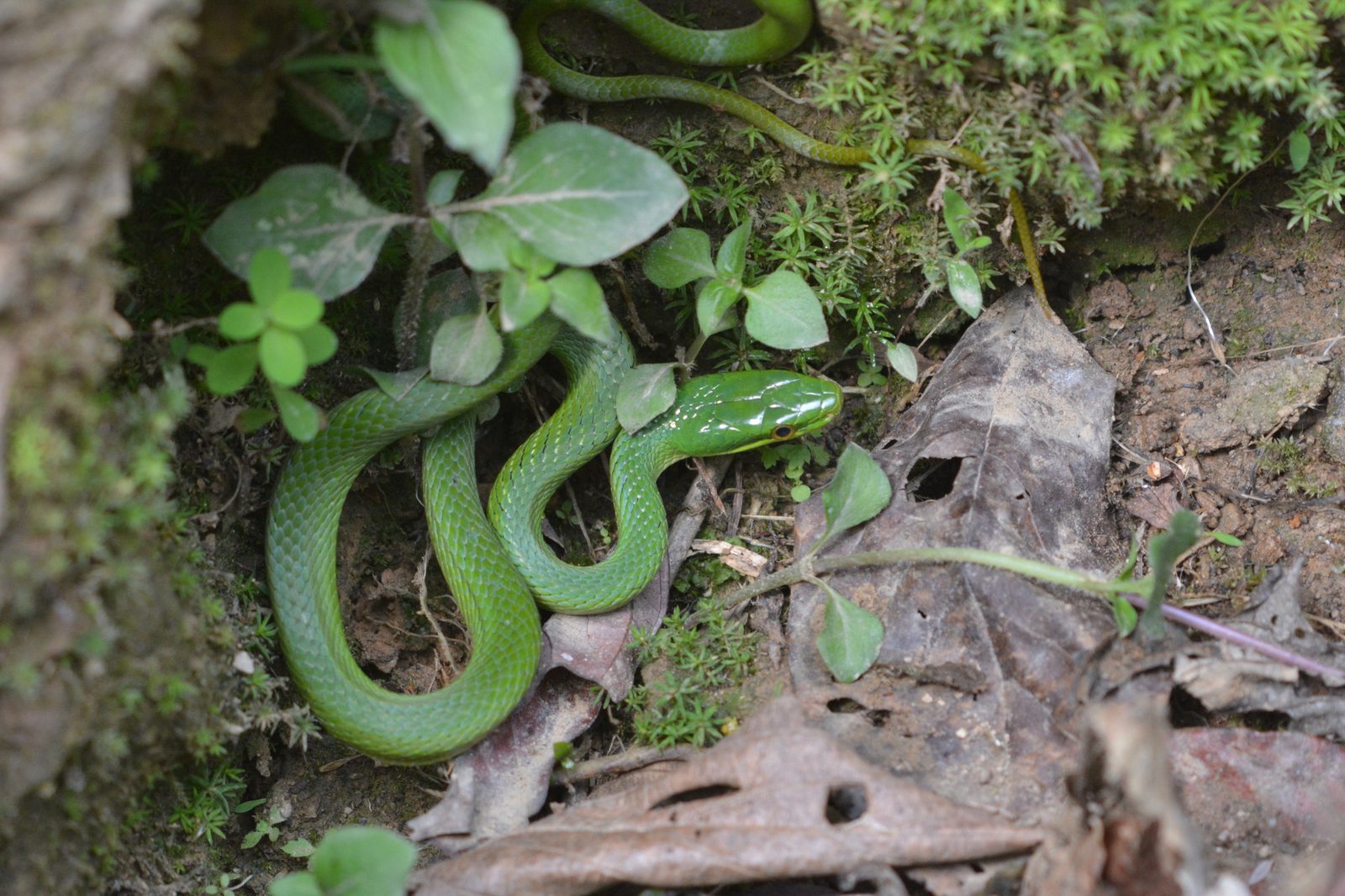 Green Trinket Snake