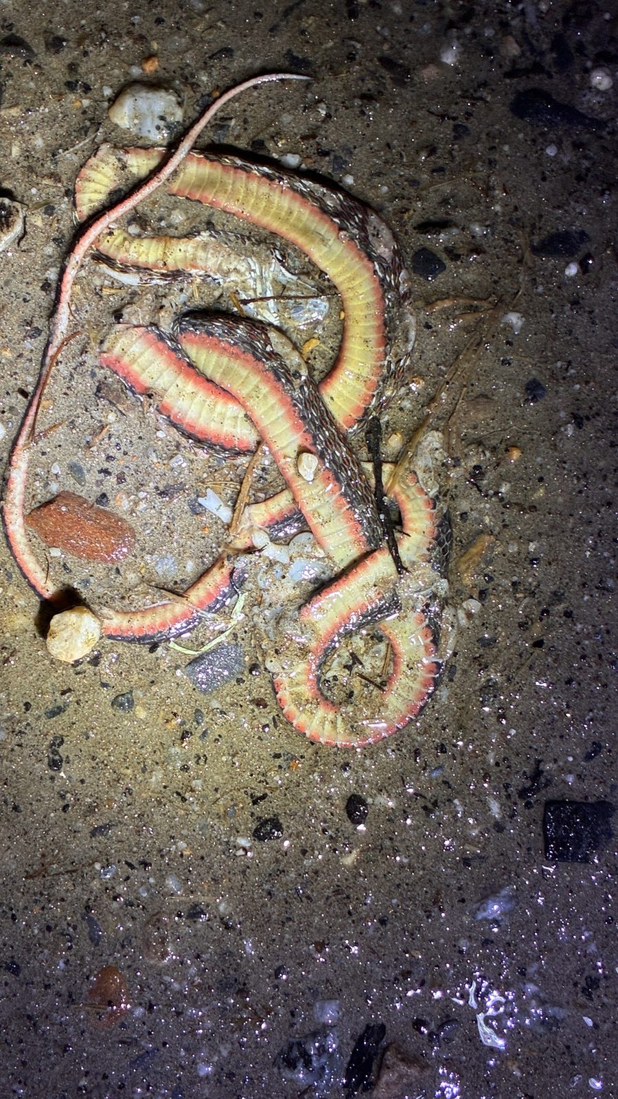 Yunnan Keelback