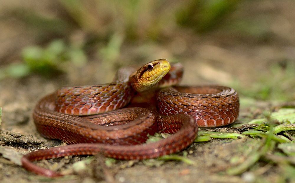Sikkim Keelback