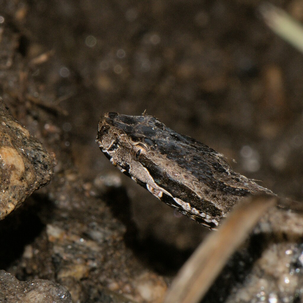 Himalayan Pit Viper