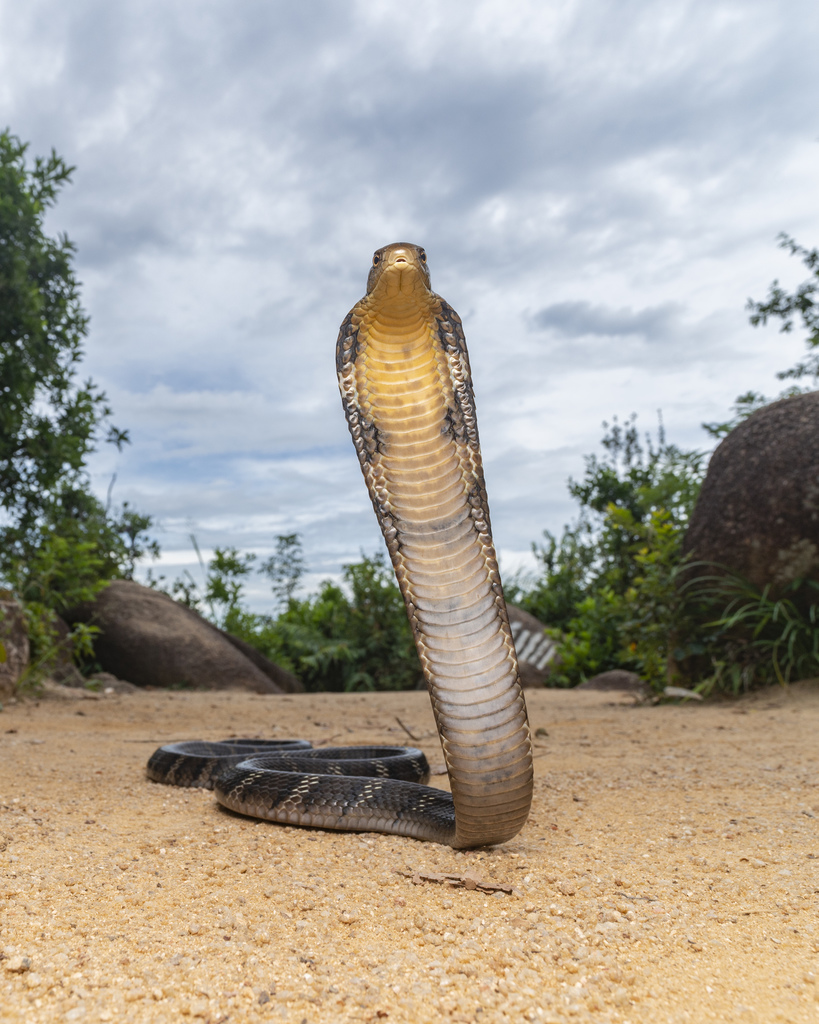 King Cobra