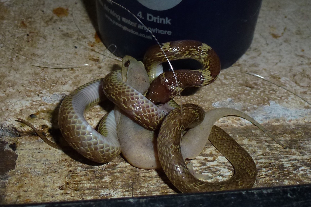 Indian Wolf Snake