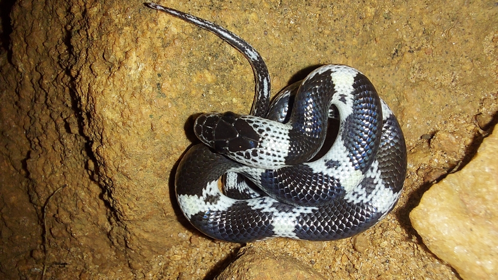 Barred Wolf Snake