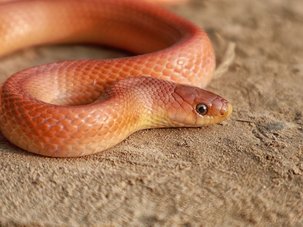 Oligodon kheriensis