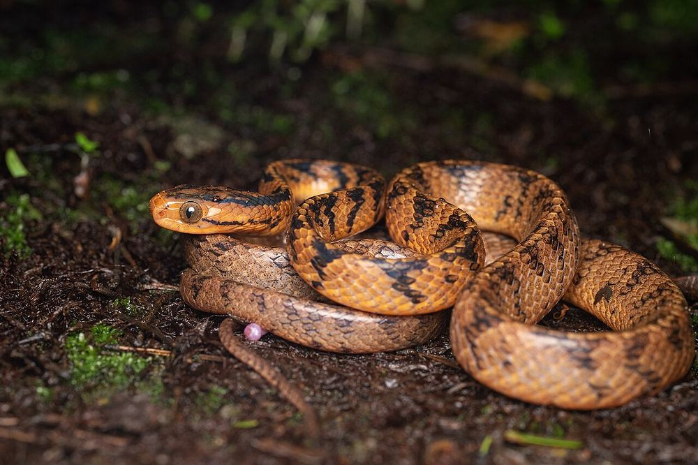 Common Slug Snake