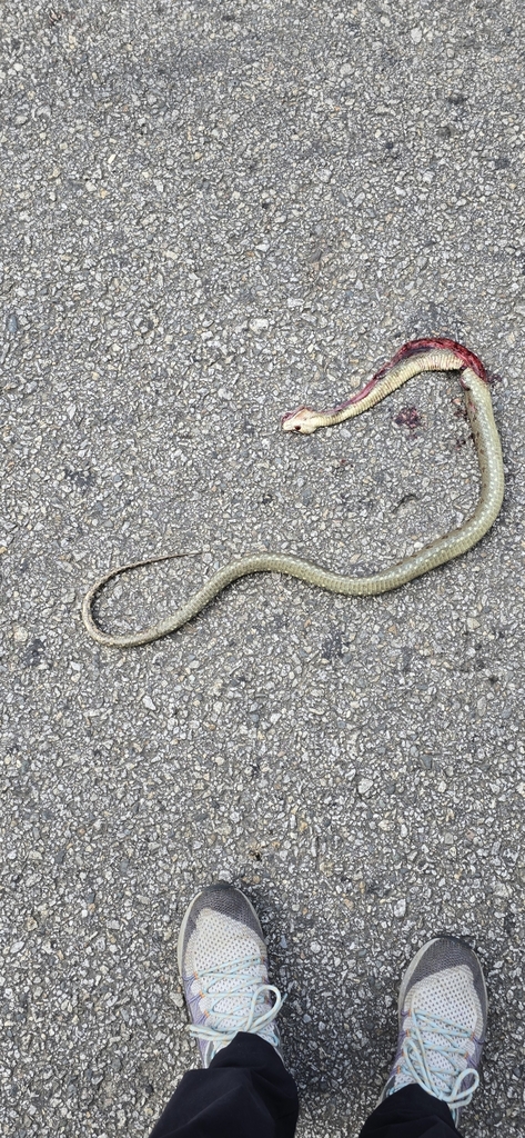 Protobothrops himalayanus