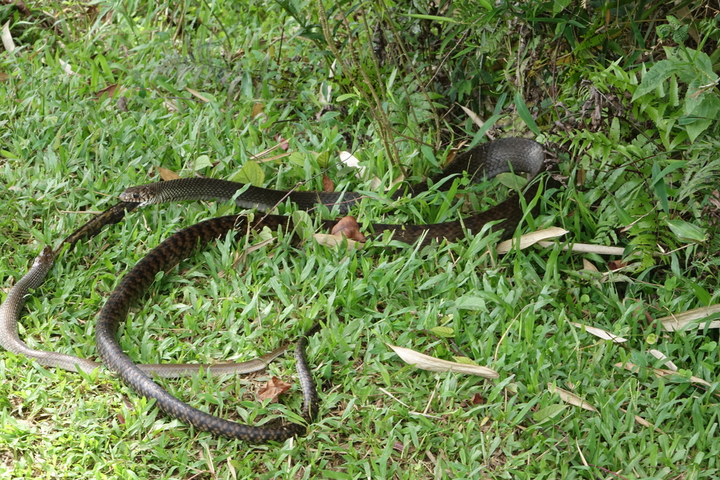 Oriental Rat Snake