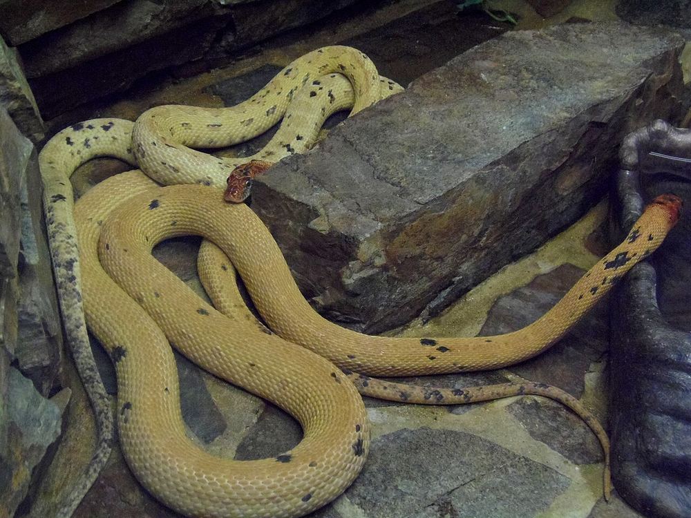 Spalerosophis atriceps