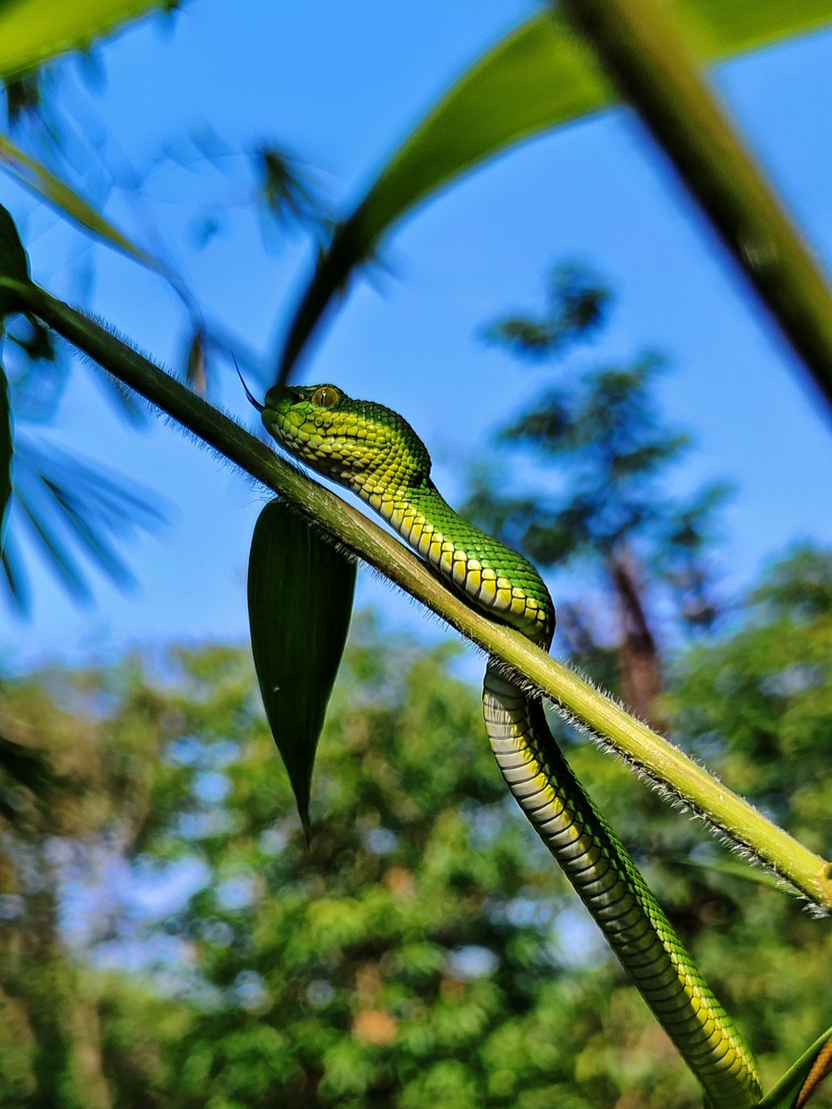 Trimeresurus erythrurus