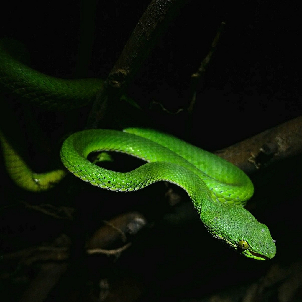 Nepal Pit Viper