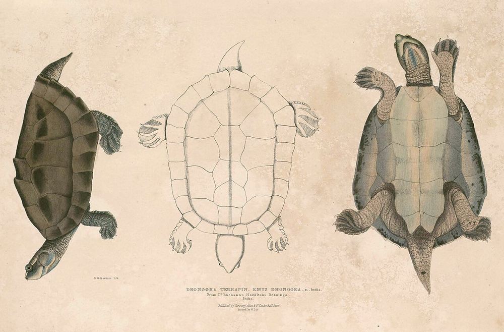 Three-striped Roofed Turtle