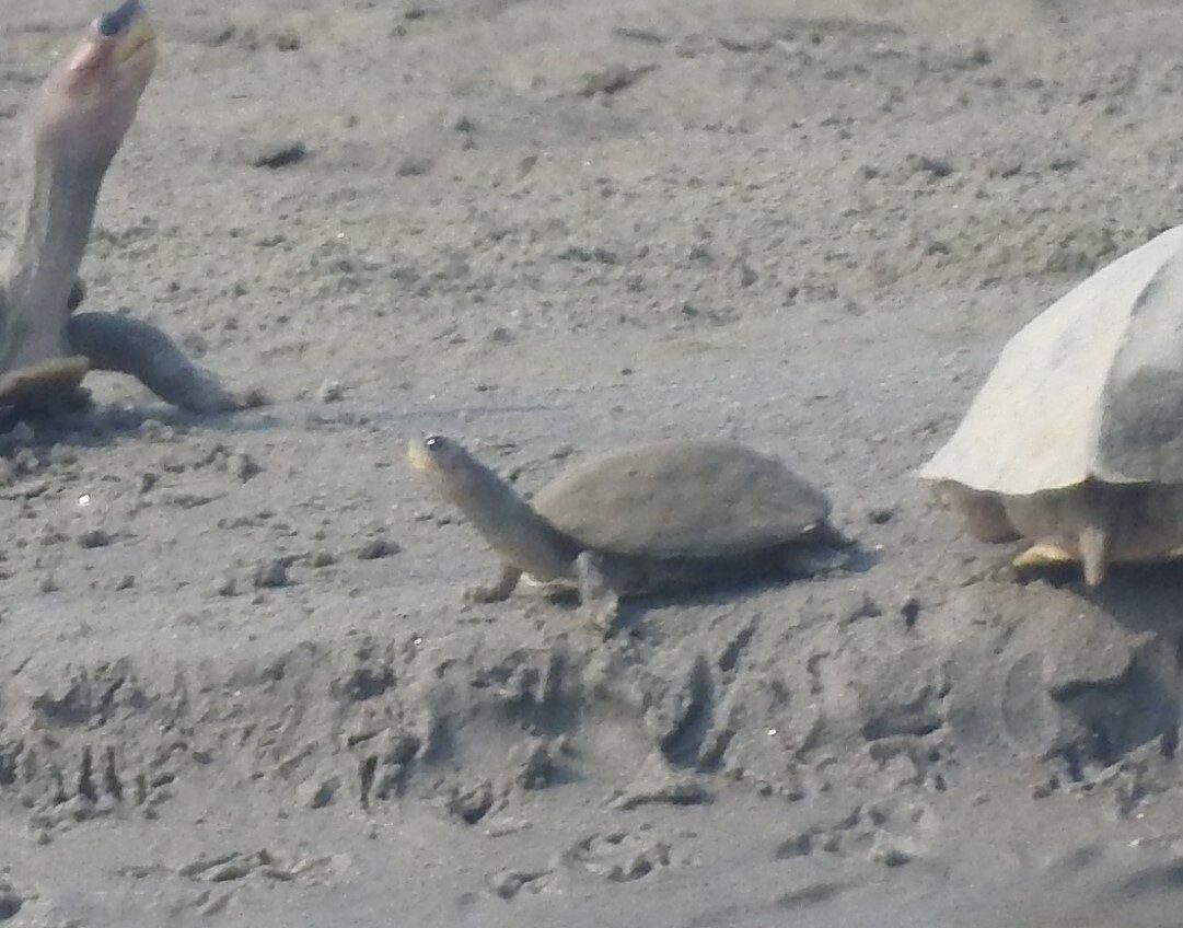 Brown Roofed Turtle