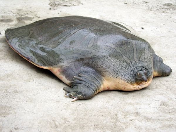 Indian Narrow-headed Softshell Turtle