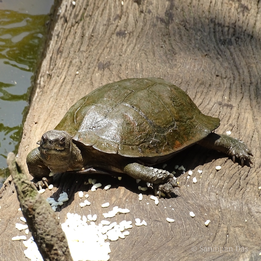 Assam Leaf Turtle