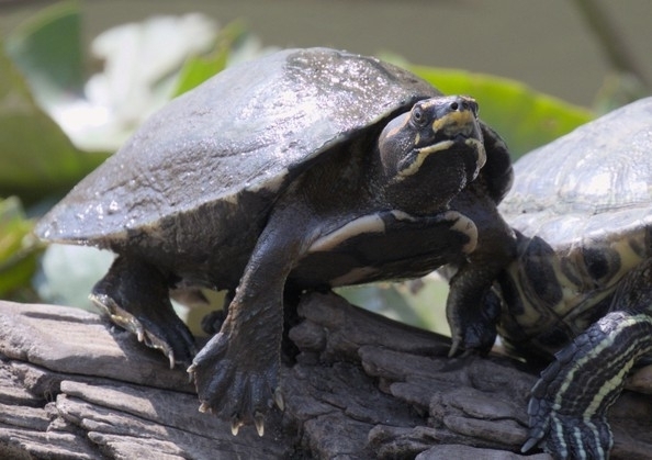 Brahminy River Turtle