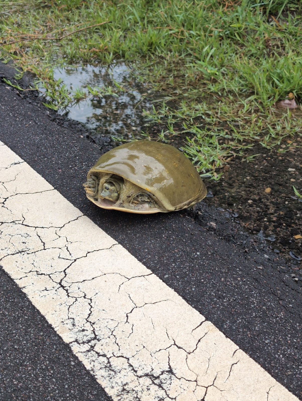 Indian Flapshell Turtle