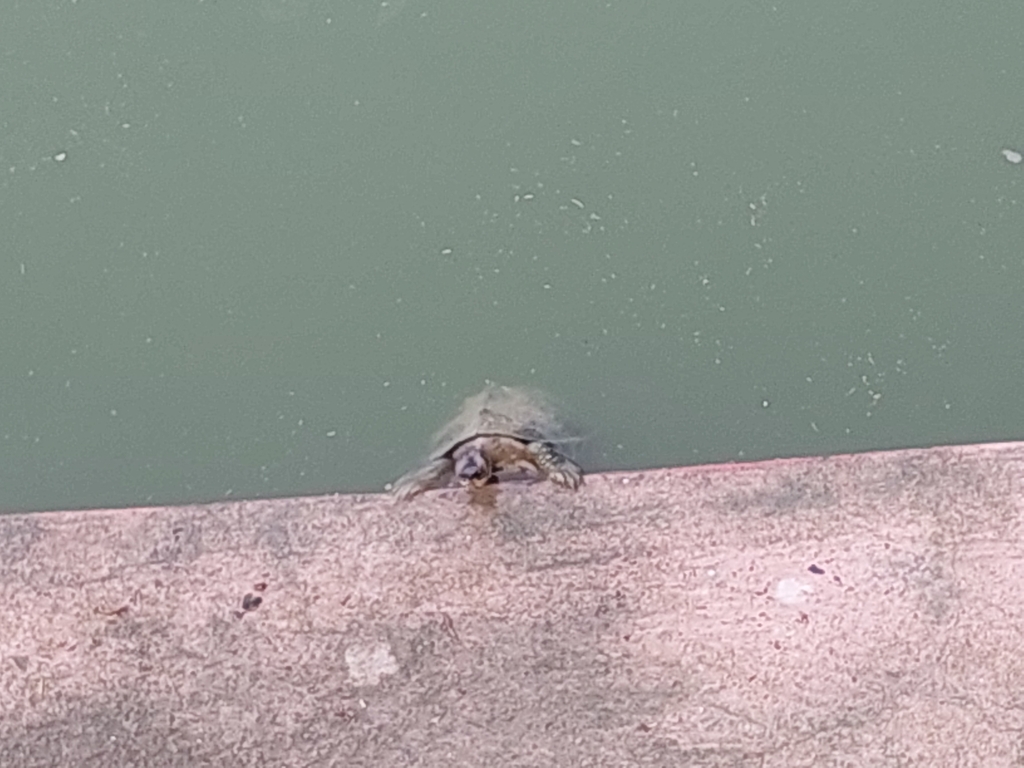 Indian Roofed Turtle