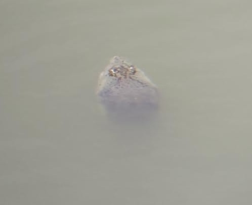 Indian Softshell Turtle