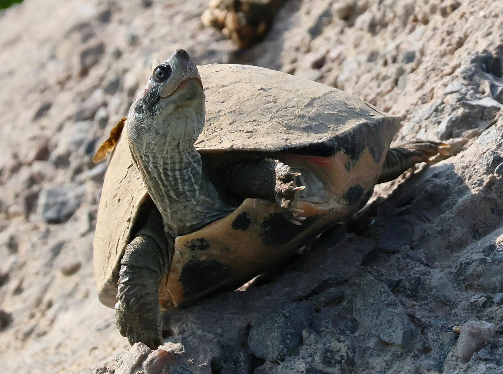 Indian Tent Turtle