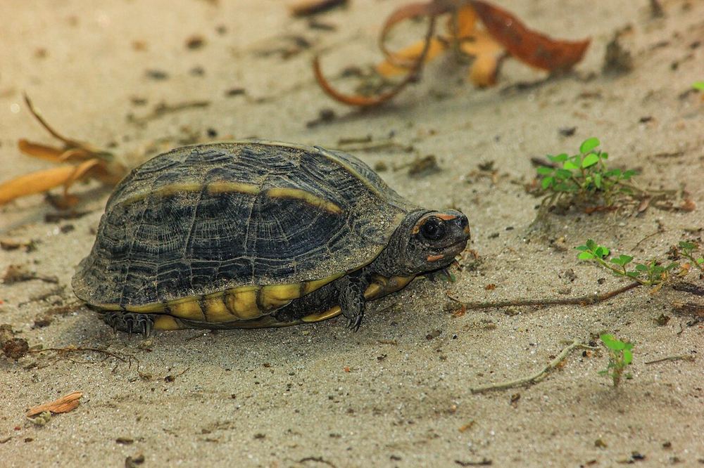 Tricarinate Hill Turtle