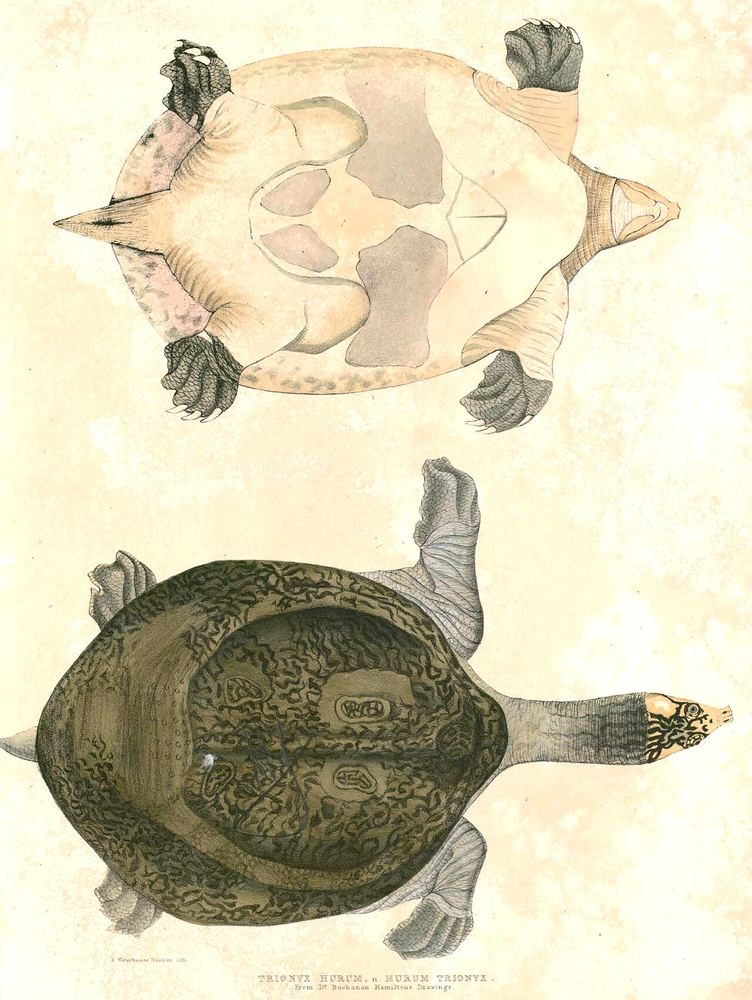 Indian Peacock Softshell Turtle